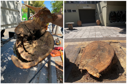 Το μεγάλο δέντρο που κόπηκε το Σάββατο έξω από το Εργατικό Κέντρο στο Ηράκλειο